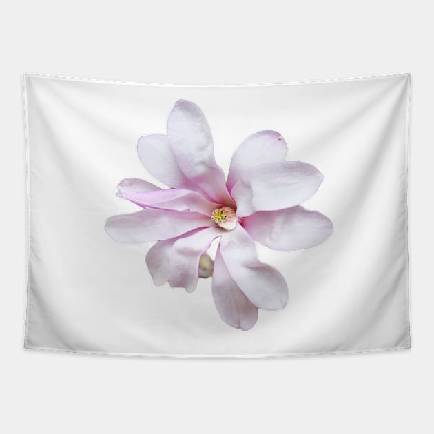 Pale Pink Magnolia Tapestry by mariakeady