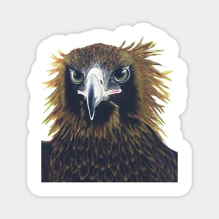 Australian Wedge-Tailed Eagle Magnet