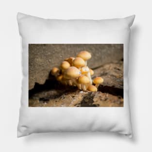 slb wild Pillow