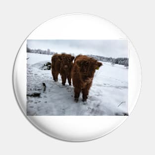 Scottish Highland Cattle Calves 1643 Pin