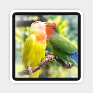 Unique animal photography of A pair of loving rosy-faced lovebird Magnet