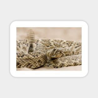 Rattlesnake 1 Magnet