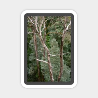 Bare tree trunks with blue, green conifer trees. Magnet