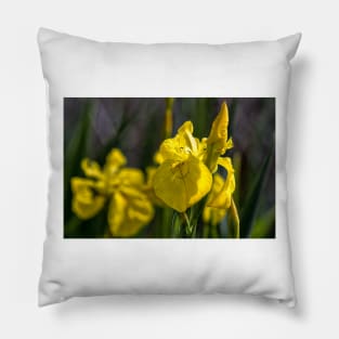 Yellow Flag Iris Pillow