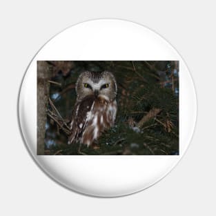 Saw-whet Owl Pin