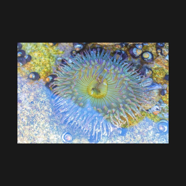 Anemone by jvnimages