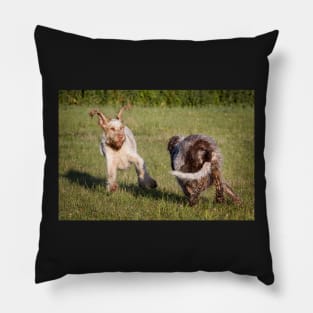 Flying ears Spinone Pillow