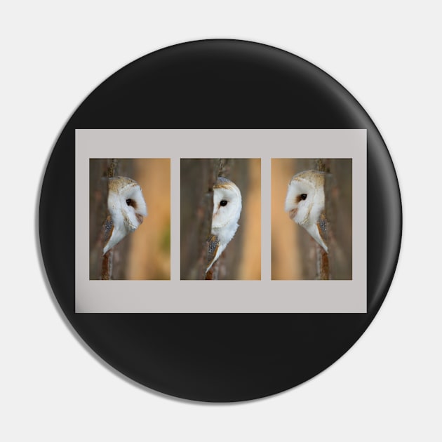 Barn Owl Triptych Pin by mansaards