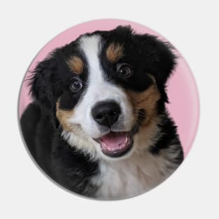 Bernese Mountain Dog Puppy with Pink Background Pin