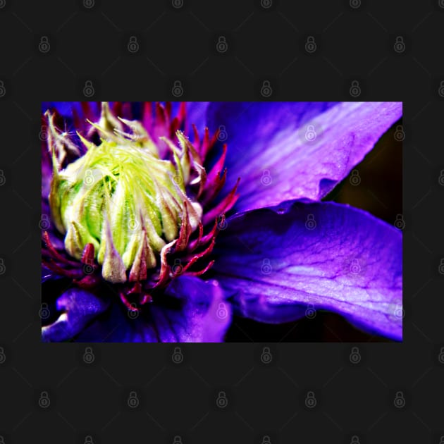 Purple Clematis flower macro by InspiraImage