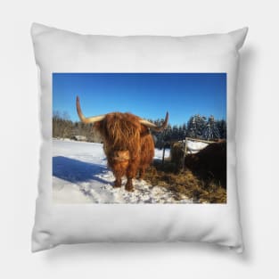 Scottish Highland Cattle Cow 1711 Pillow