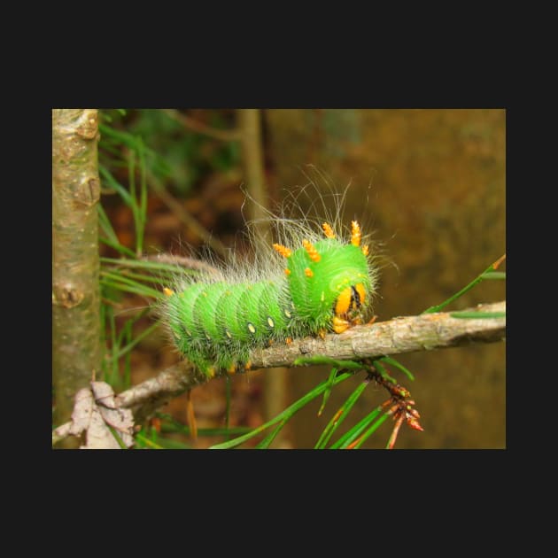 Imperial Moth Caterpillar 2 by ToniaDelozier