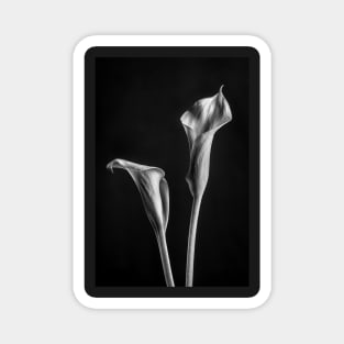 Calla Lilies in Black and White with a Black Background Magnet