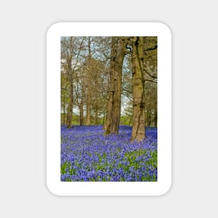 Bluebell Woods Greys Court Oxfordshire England Magnet