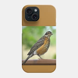 American Robin-4 Phone Case