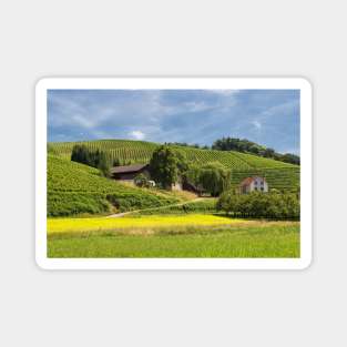 Vineyards near Oberkirch Magnet