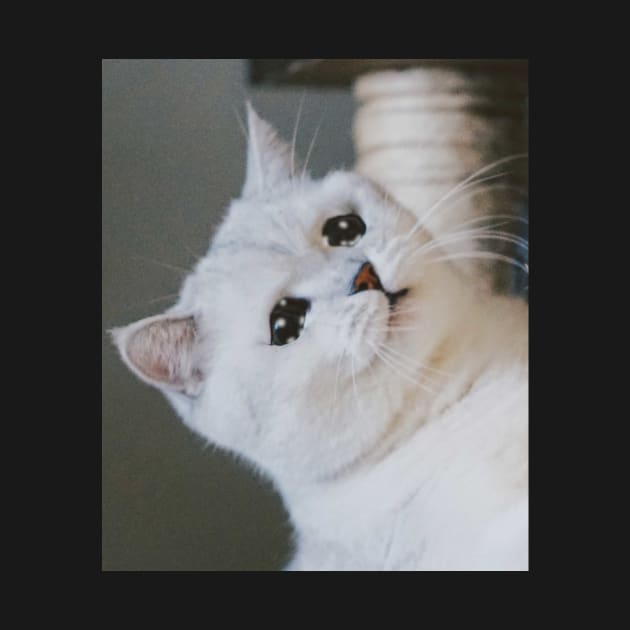 Sad Cat Crying Cat Cute Meme by Random Galaxy