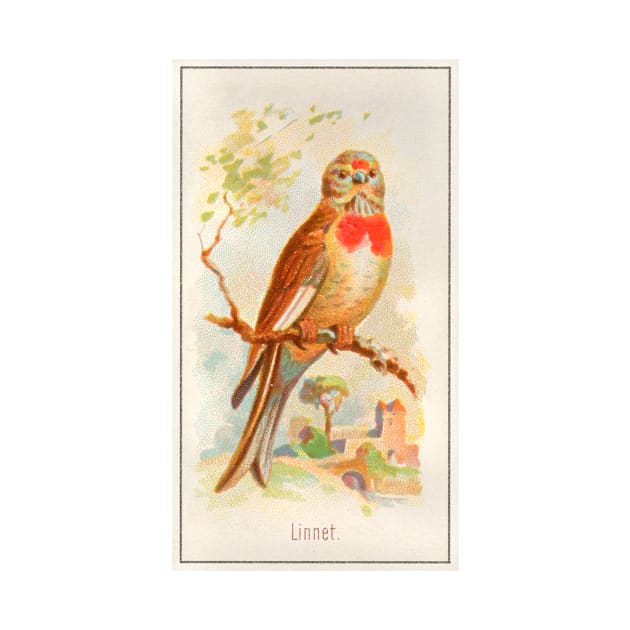 Linnet by WAITE-SMITH VINTAGE ART