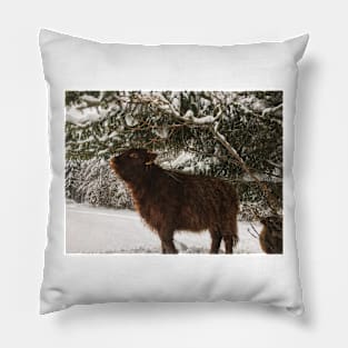 Scottish Highland Cattle Calf 1909 Pillow