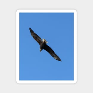 Bald Eagle in Flight, photo Magnet