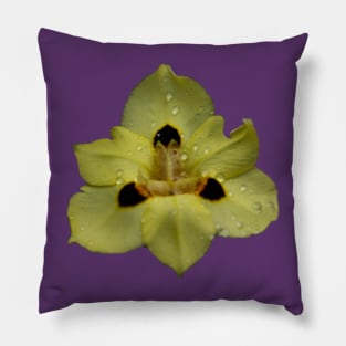 Yellow Pansy Pillow