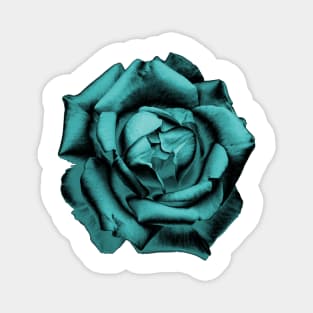 Turquoise Charcoal Rose Magnet