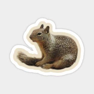Squirrel, wildlife, Squirrely Cuteness Magnet