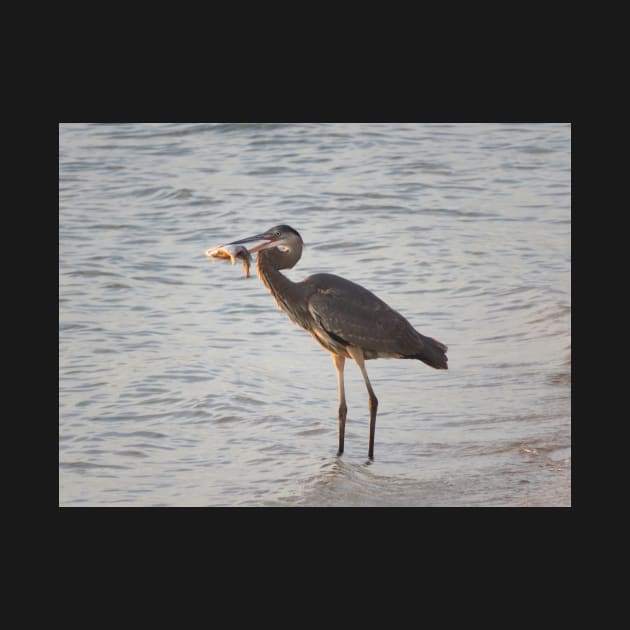 Dinner- Great Blue Heron by ToniaDelozier