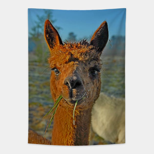 Alpaca Tapestry by Random Railways