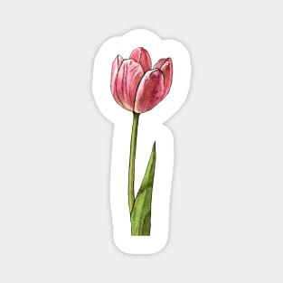 Pink Watercolor Tulip Magnet