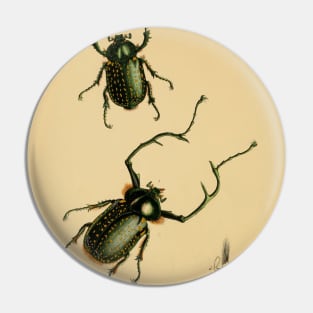 Euchirus Macleah: Stunning Insect Illustration Pin