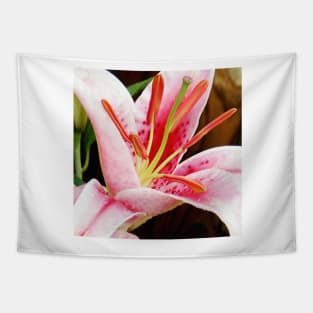 Macro Pink and White Lilly Flower in the Garden Tapestry