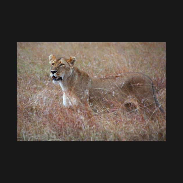 Lion in the Grass, Maasai Mara, Kenya by Carole-Anne