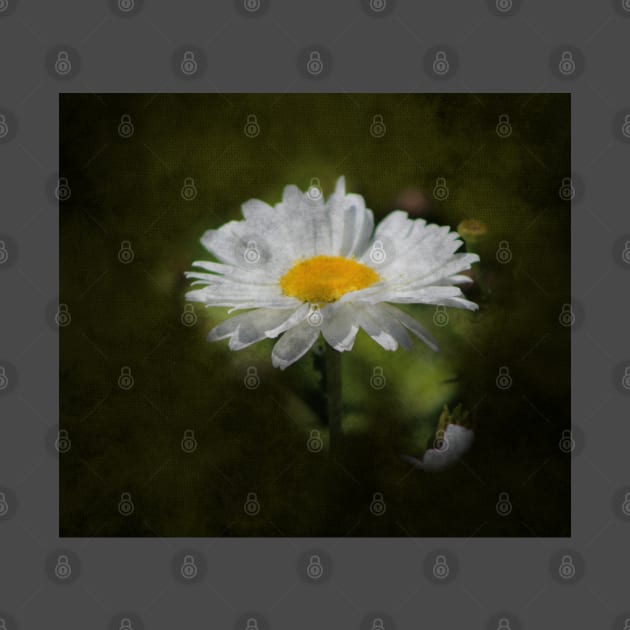 Daisy Digital Art by ButterflyInTheAttic