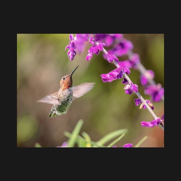 Hummingbird and Flowers by JeffreySchwartz