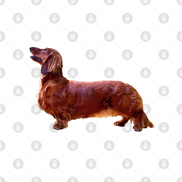 Dachshund Long Haired Mini Shaded Red Dog by ElegantCat