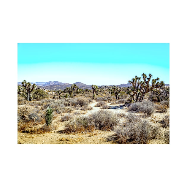 Joshua Tree National Park California by Gestalt Imagery