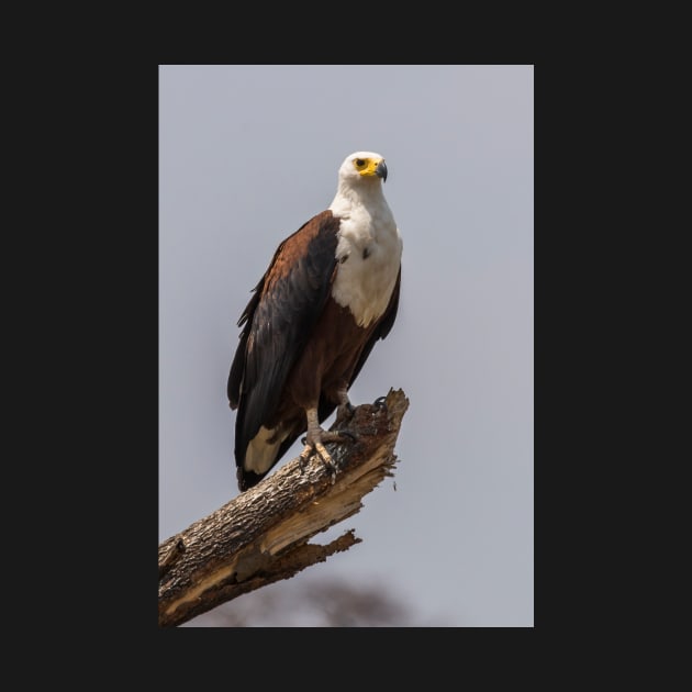 African Fish Eagle by njones