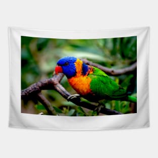 Red Collared Lorikeet Close Up Tapestry