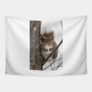 Large Grey Squirrel in a tree Tapestry