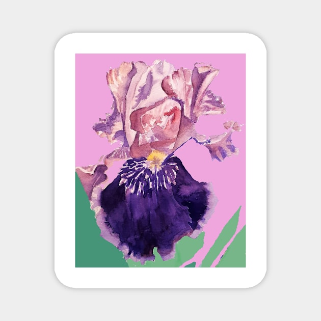 Iris Watercolor Painting - Glorious Purple on Rose Pink Magnet by SarahRajkotwala