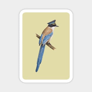 Azure-winged magpie Magnet