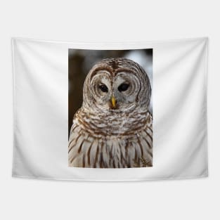 Barred Owl closeup Tapestry