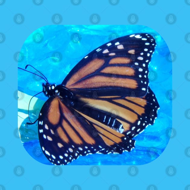 Beautiful Nature Monarch Butterfly by HutzcraftDesigns