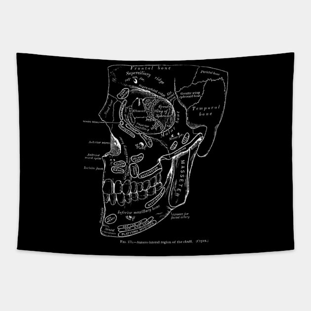 Anatomy Art Region Skull Tapestry by Feliz ZombiePunk