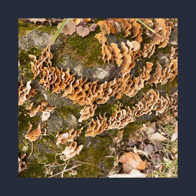 Bracket fungus by thadz