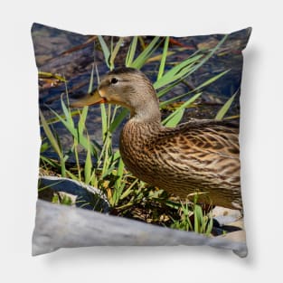 Female Duck on the Shoreline. Pillow