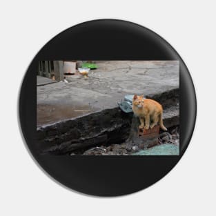 Hanoi Street Cat Pin