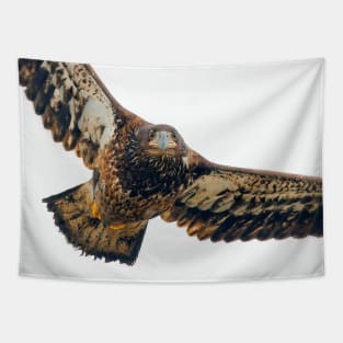 Breathtaking Flyby of a Young Bald Eagle Tapestry