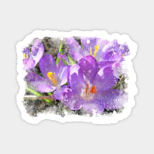 Hope Springs Eternal - Crocus with watercolor texture Magnet